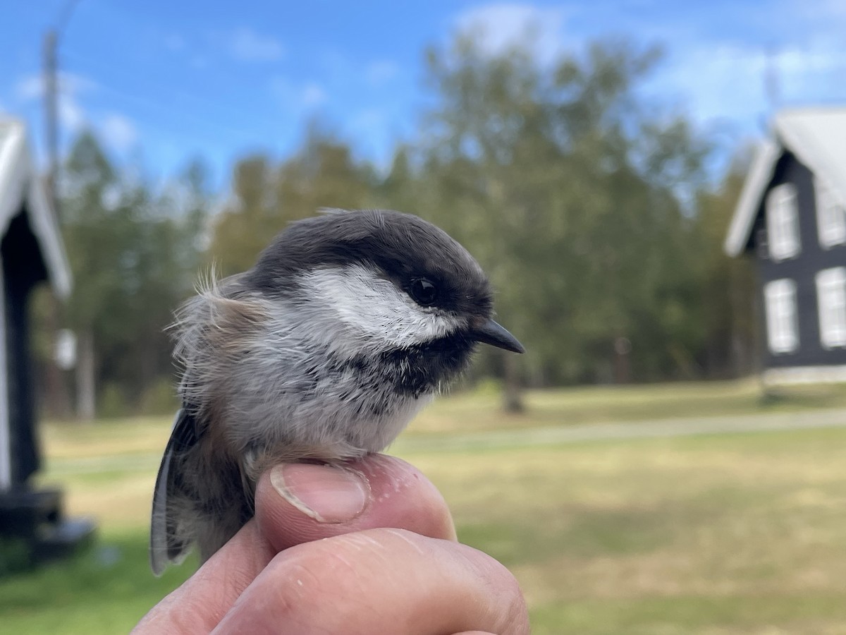 Gray-headed Chickadee - ML623192920