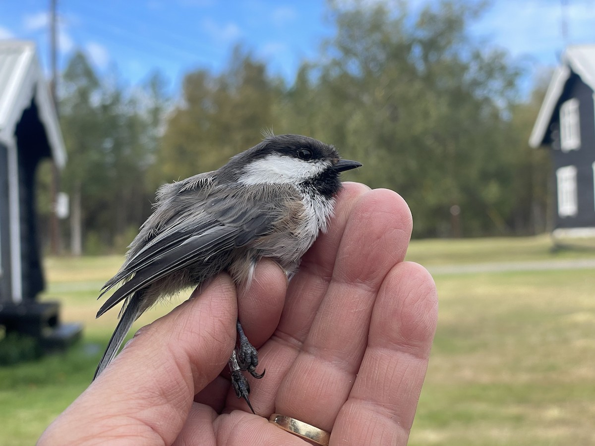 Gray-headed Chickadee - ML623192921