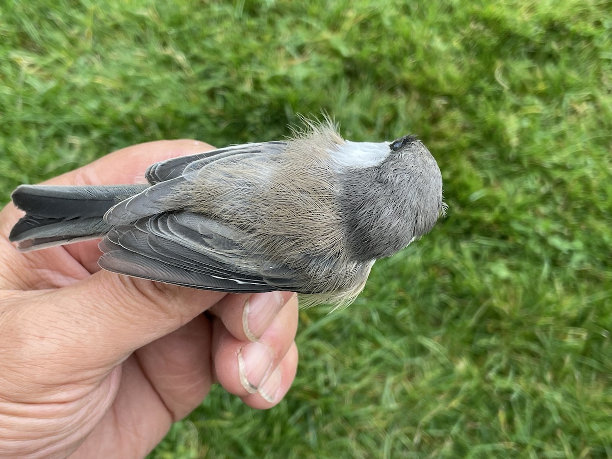 Gray-headed Chickadee - ML623192922