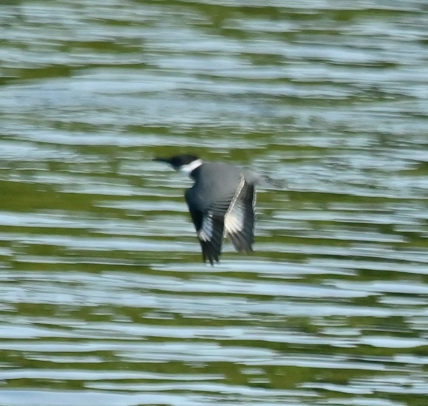 Belted Kingfisher - ML623192957