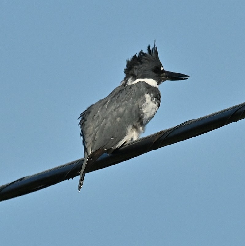 Belted Kingfisher - ML623192966