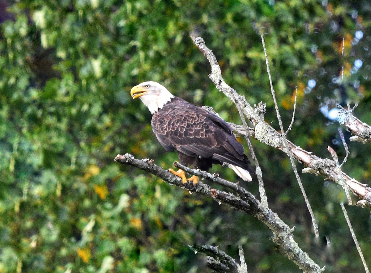 Weißkopf-Seeadler - ML623193163