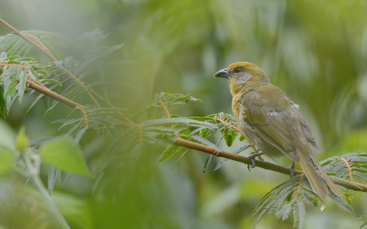 Red-headed Tanager - ML623193172