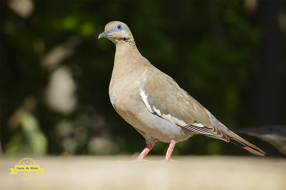 West Peruvian Dove - ML623193201