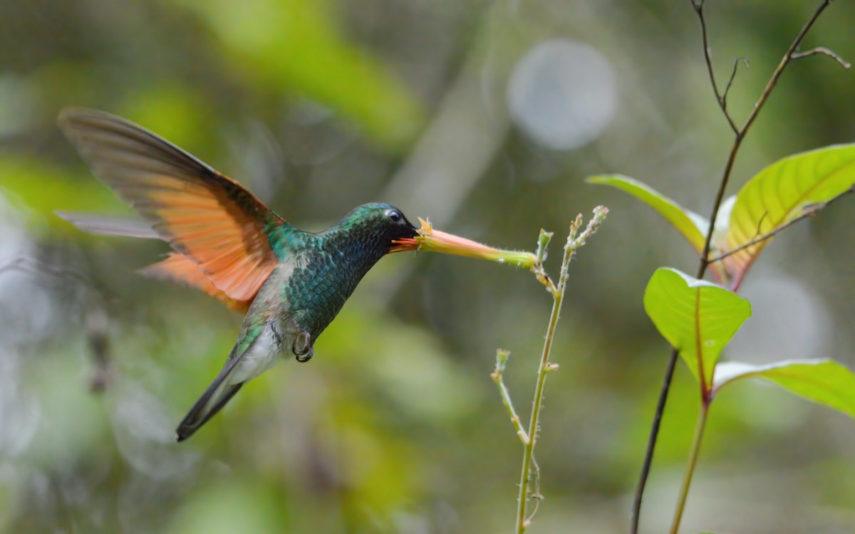 Blue-capped Hummingbird - ML623193202