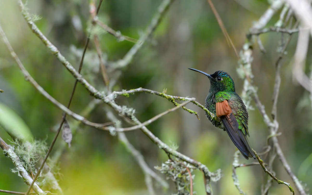 Blue-capped Hummingbird - ML623193231