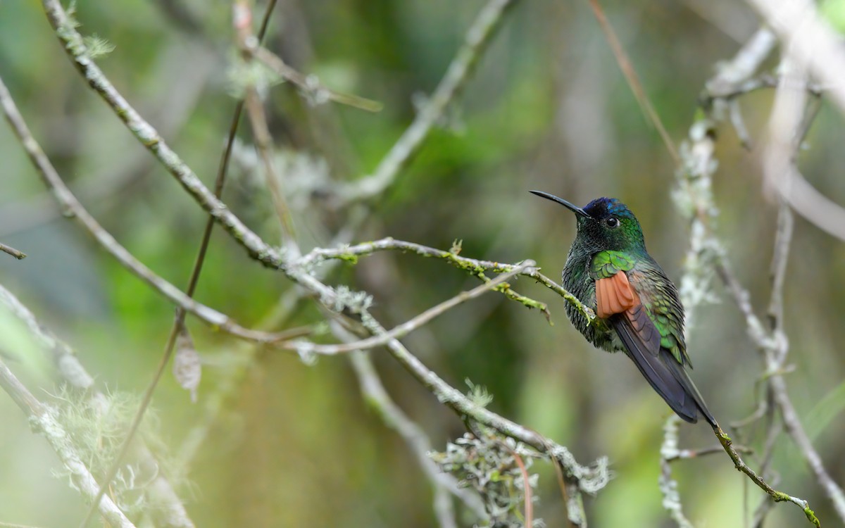 Blue-capped Hummingbird - ML623193234