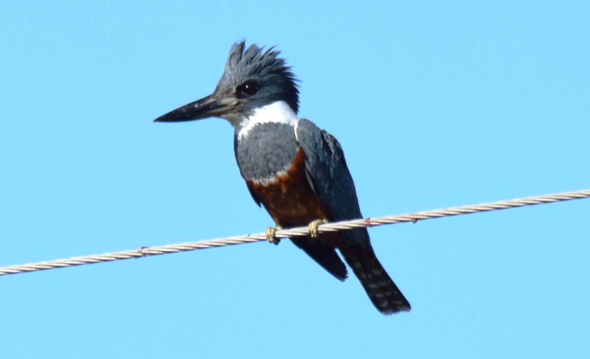 Ringed Kingfisher - ML623193363