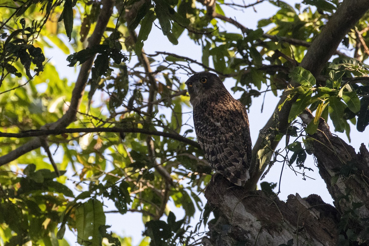 Brown Fish-Owl - ML623193421