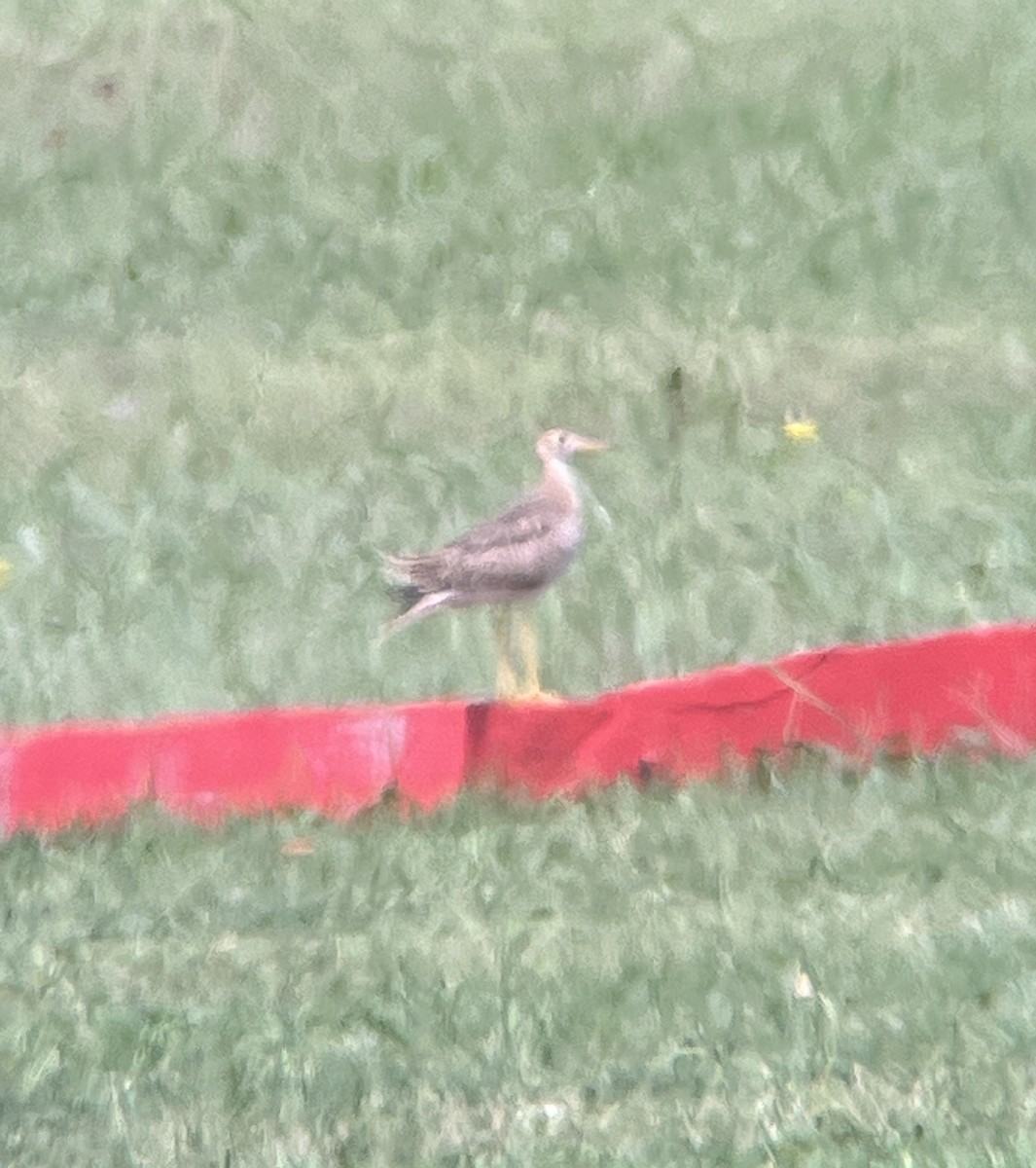 Upland Sandpiper - ML623193428