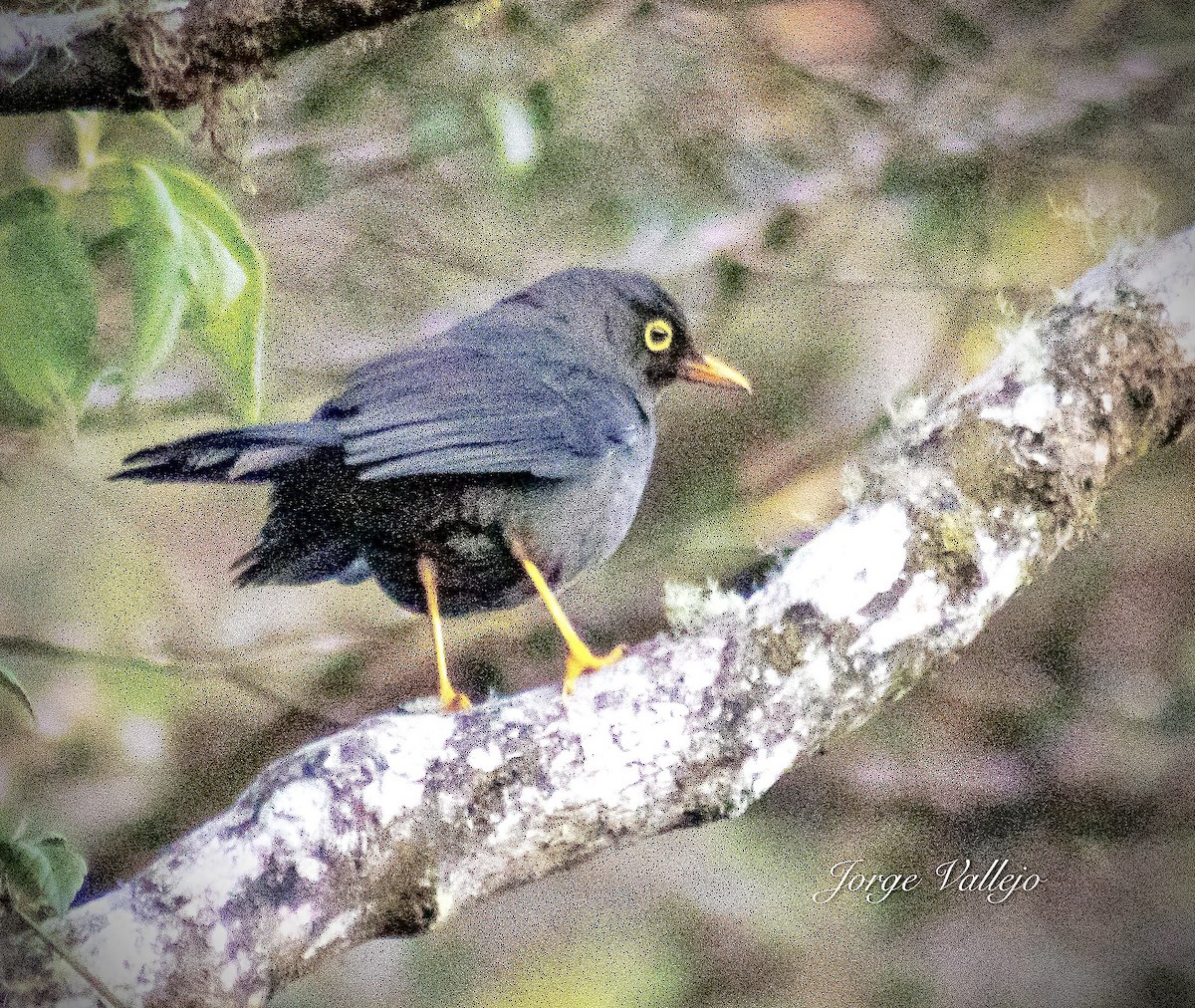 Great Thrush - ML623193459