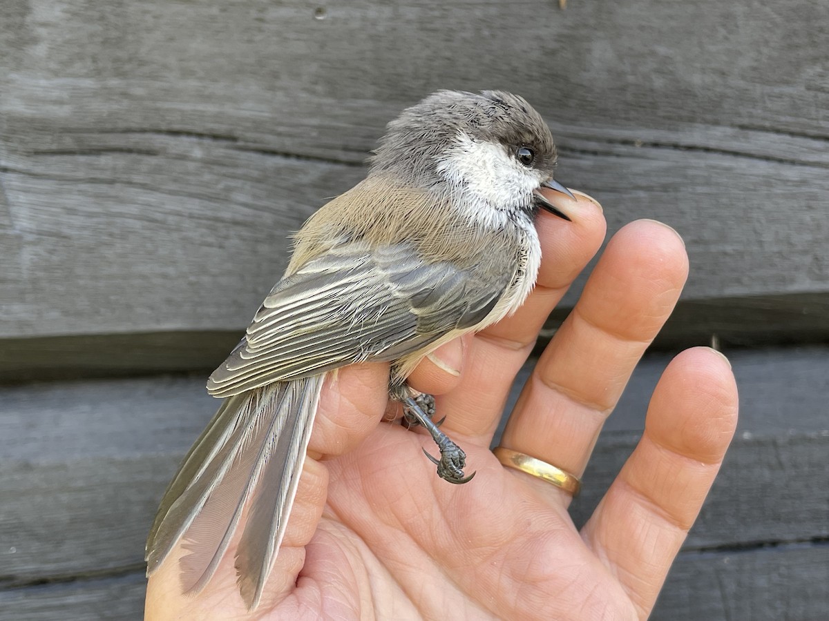 Gray-headed Chickadee - ML623193470