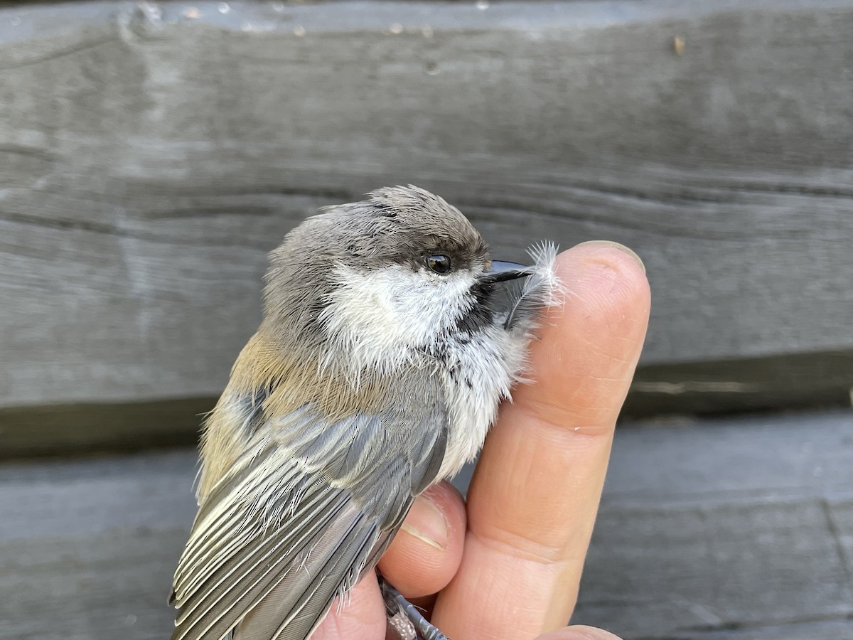 Gray-headed Chickadee - ML623193471