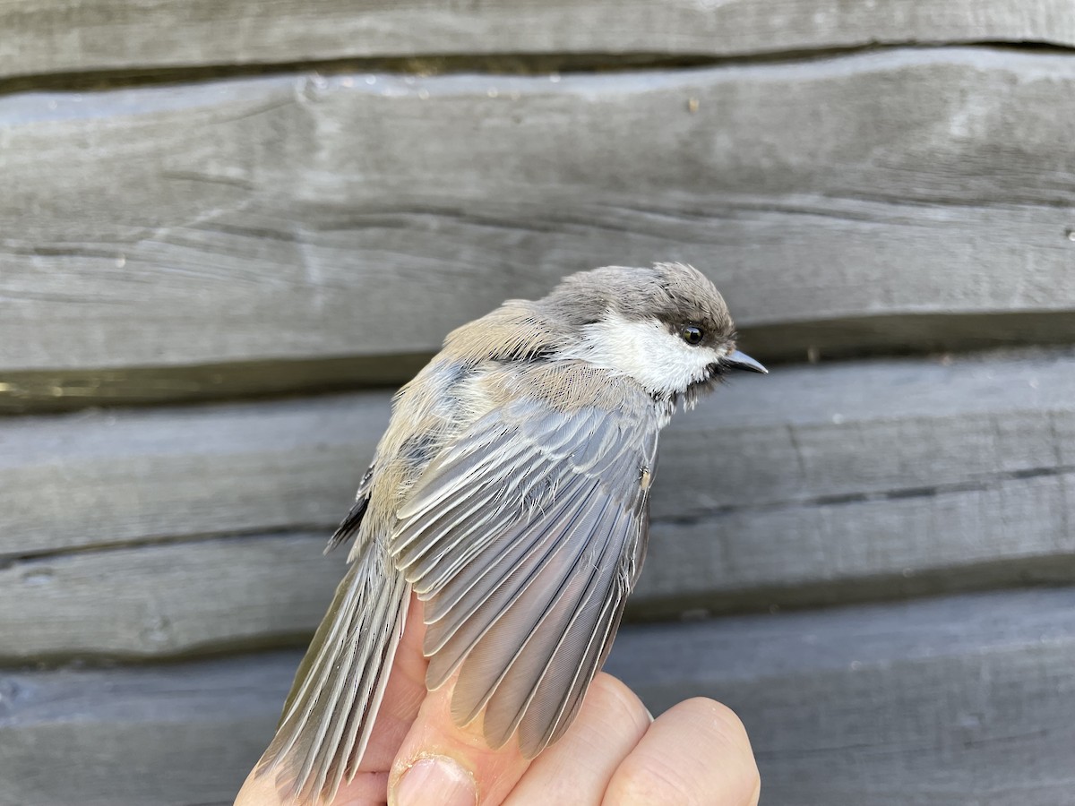 Gray-headed Chickadee - ML623193473