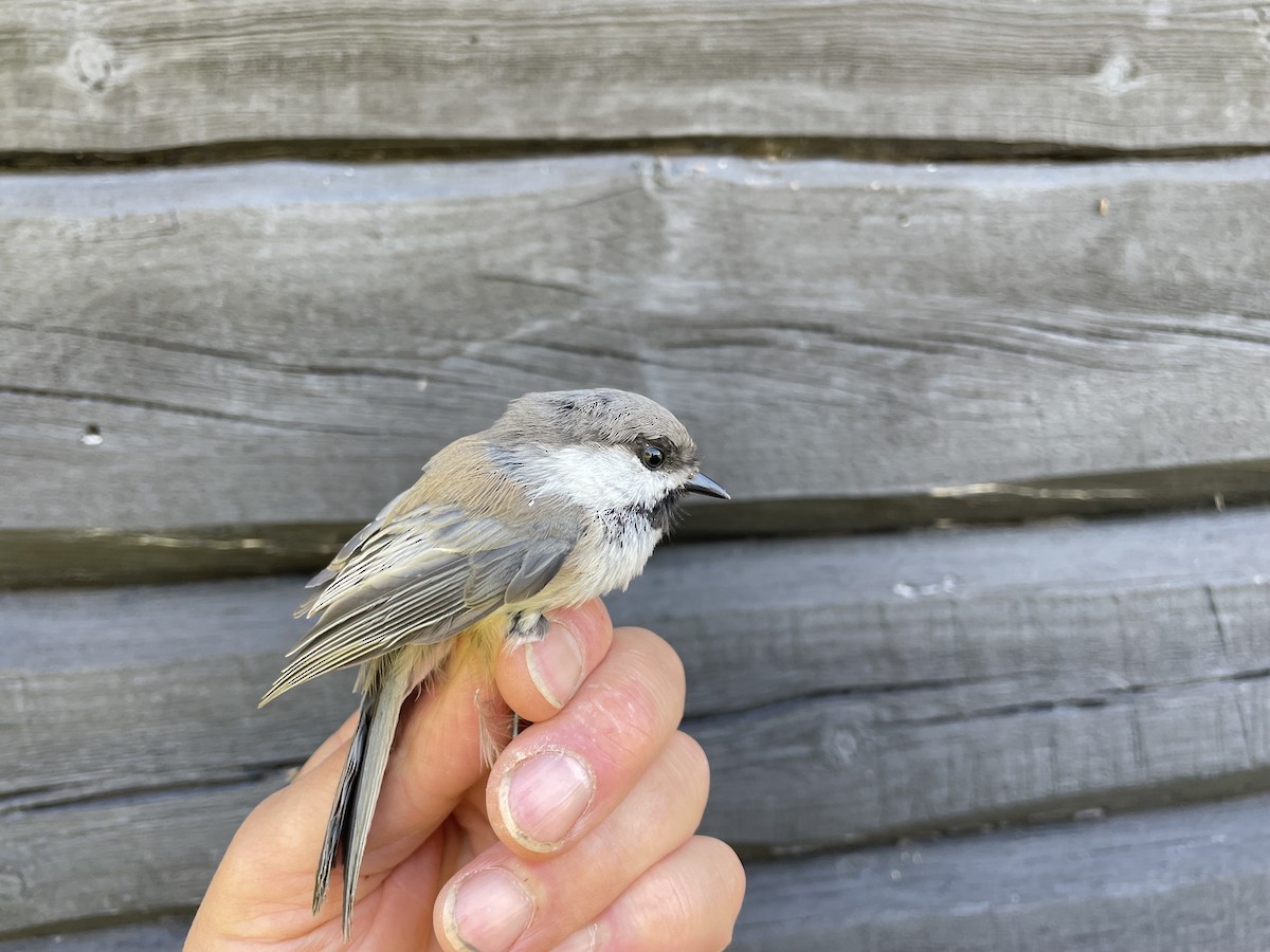 Gray-headed Chickadee - ML623193474