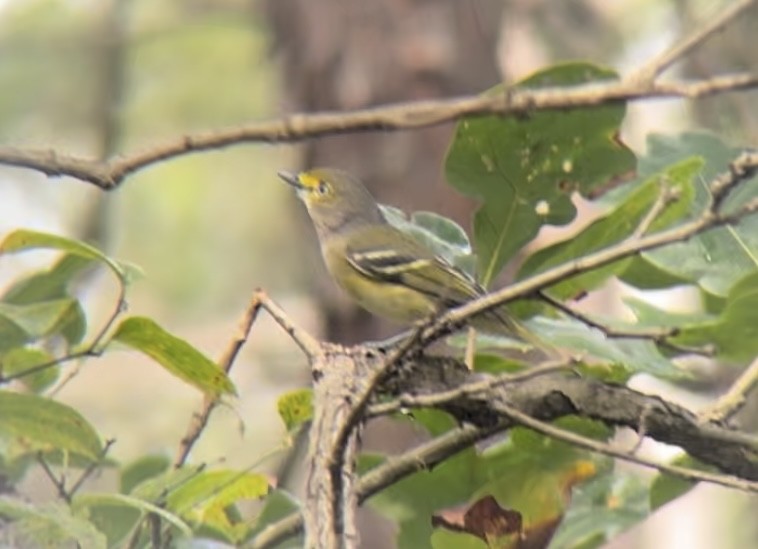 White-eyed Vireo - ML623193481