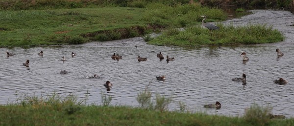 Common Merganser - ML623193536