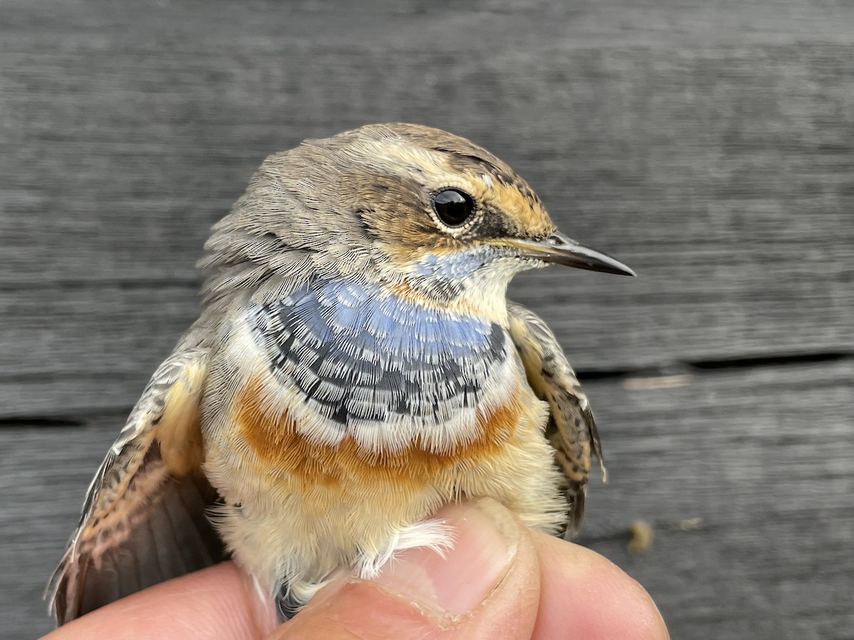 Bluethroat (Red-spotted) - Éric Francois Roualet