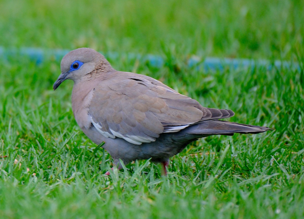 West Peruvian Dove - ML623193606