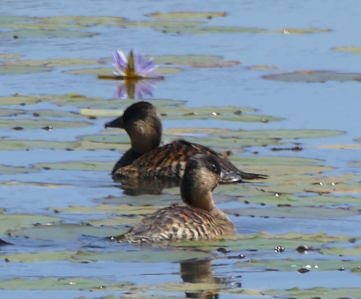 White-backed Duck - ML623193625