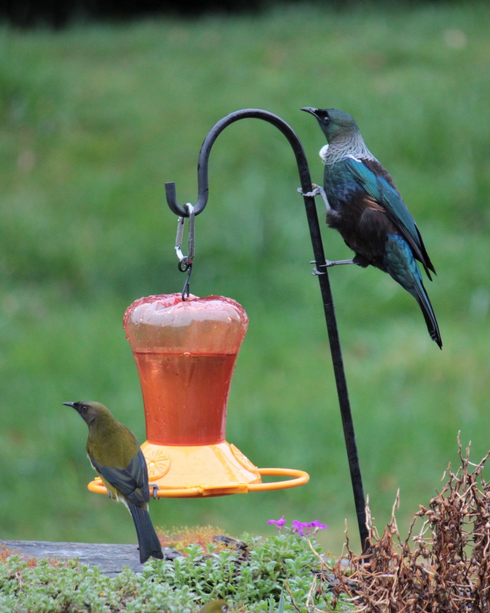 New Zealand Bellbird - ML623193701