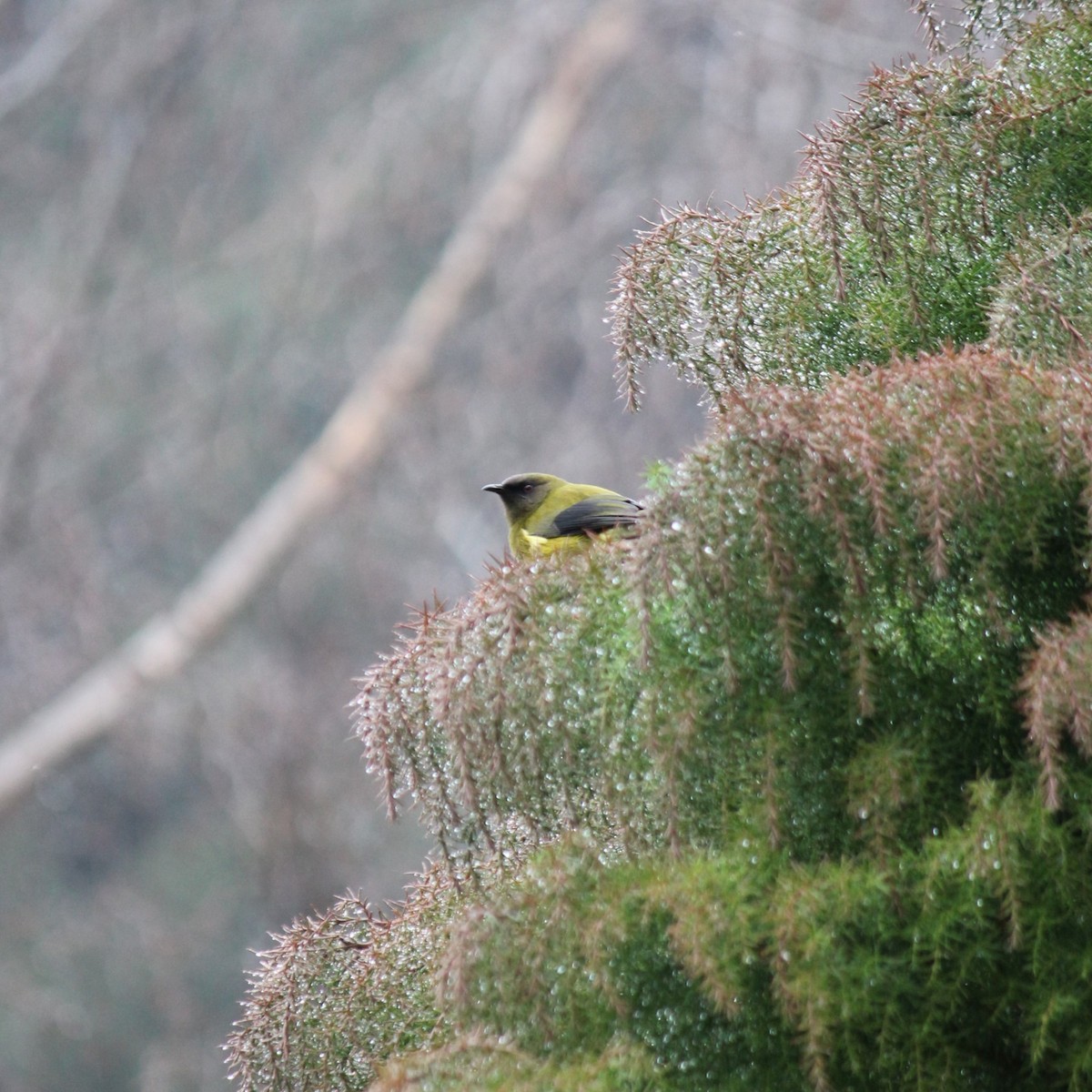 New Zealand Bellbird - ML623193702