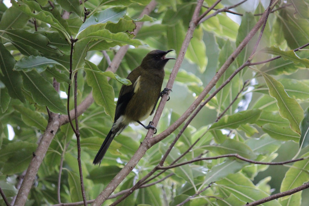 New Zealand Bellbird - ML623193703