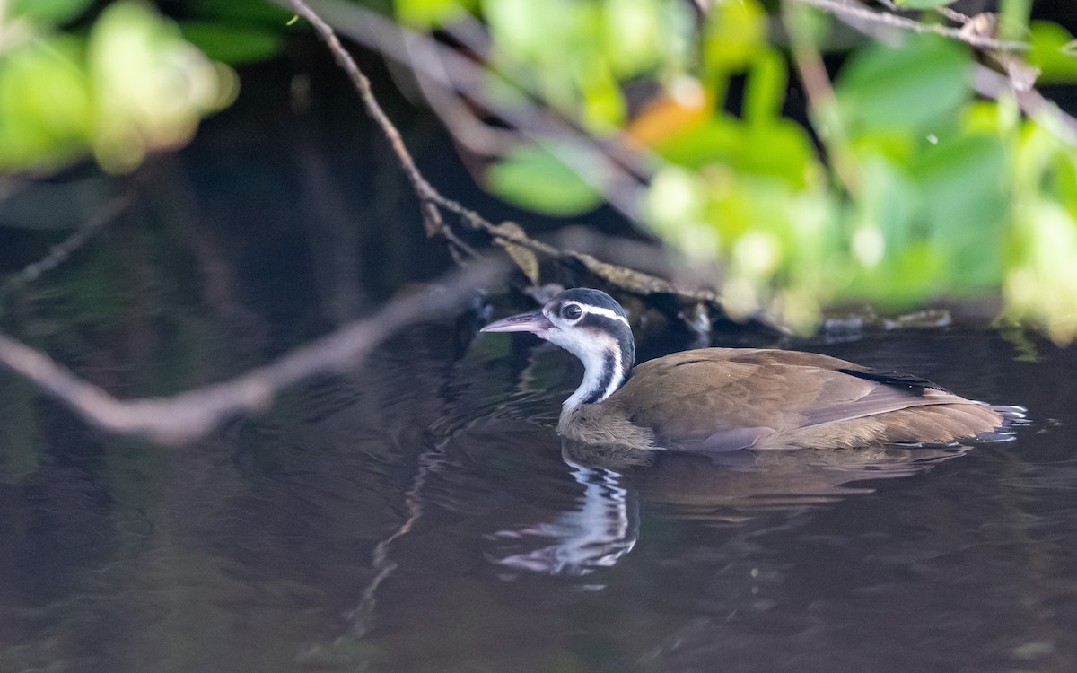 Sungrebe - ML623193756