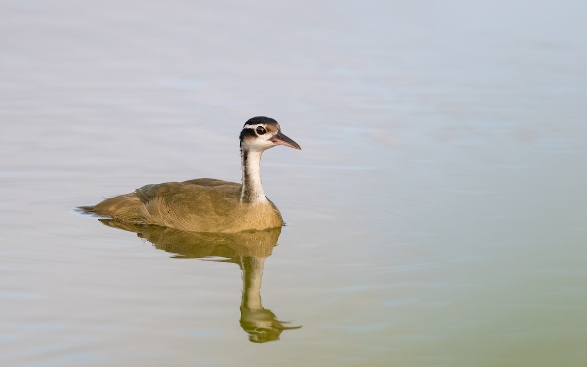 Sungrebe - ML623193764