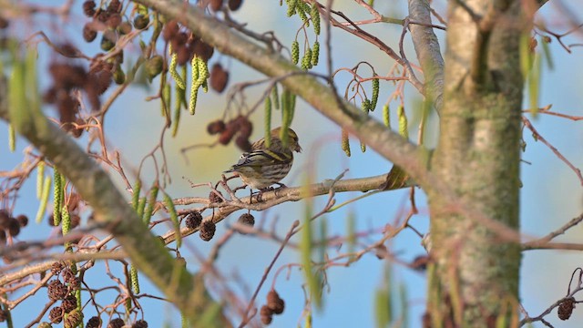 Eurasian Siskin - ML623193781