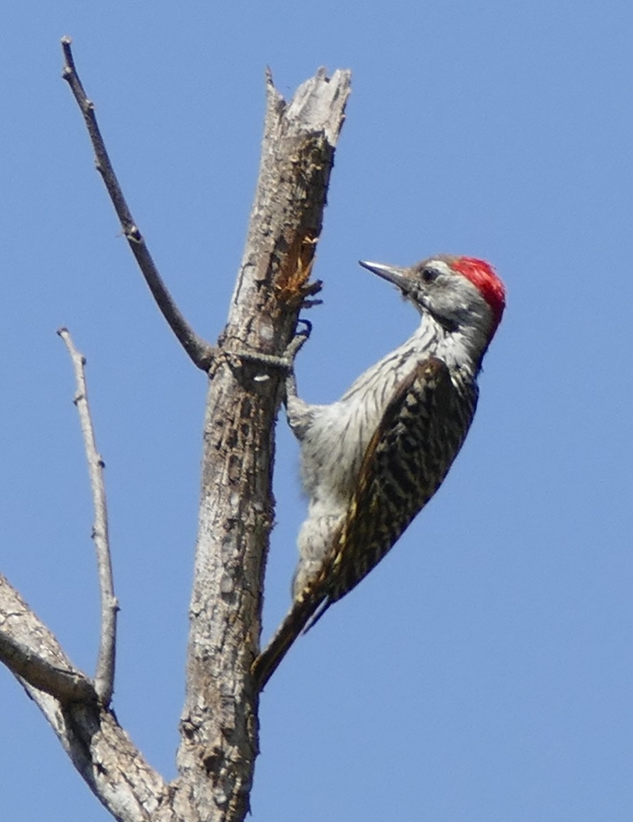 Cardinal Woodpecker - ML623193786