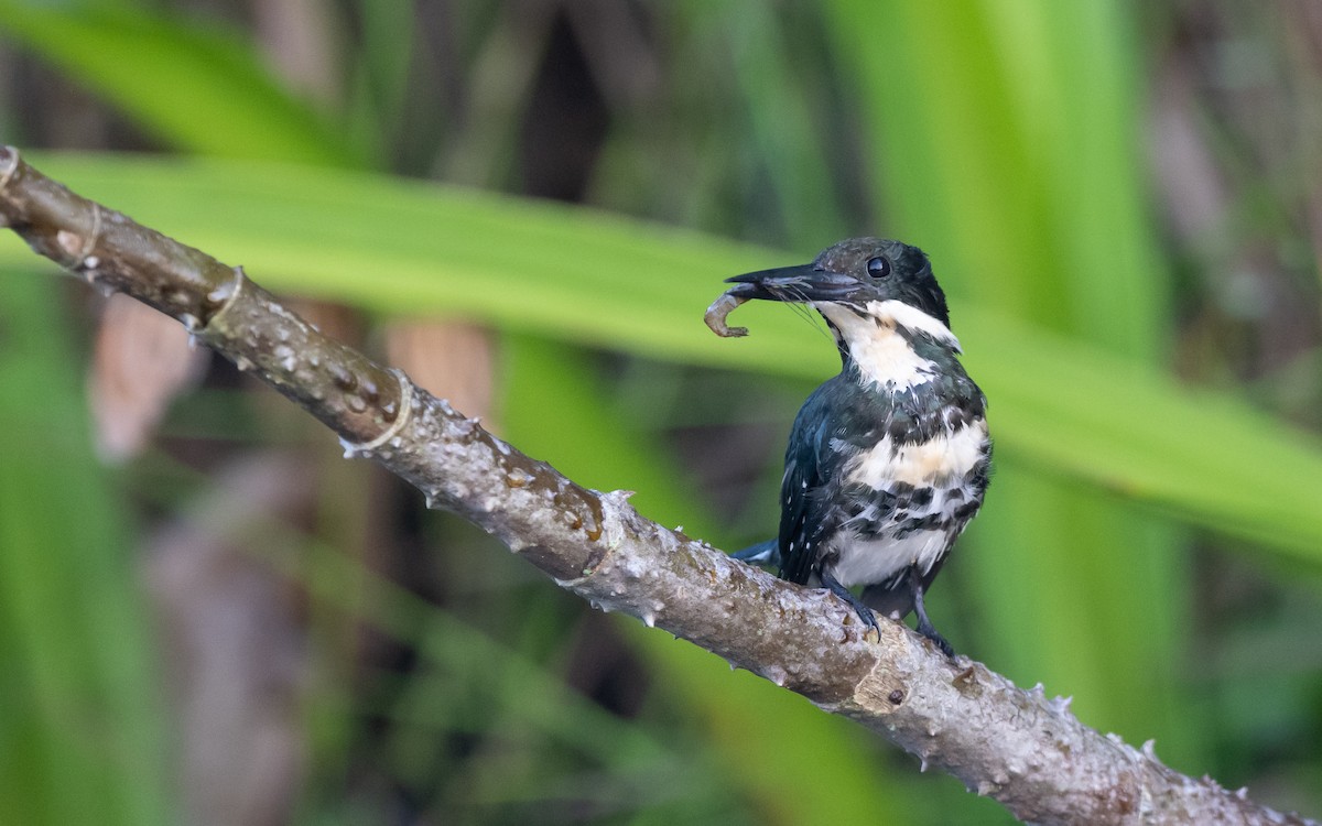 Green Kingfisher - ML623193795