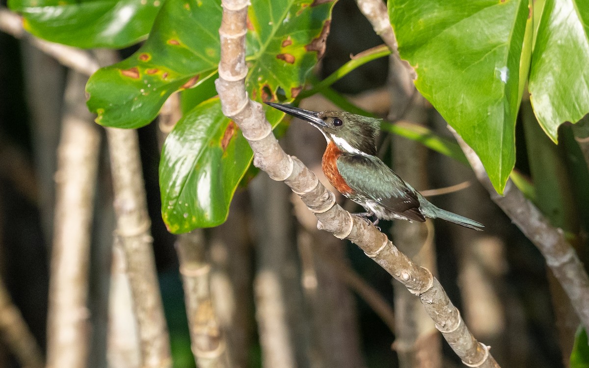 Green Kingfisher - ML623193796