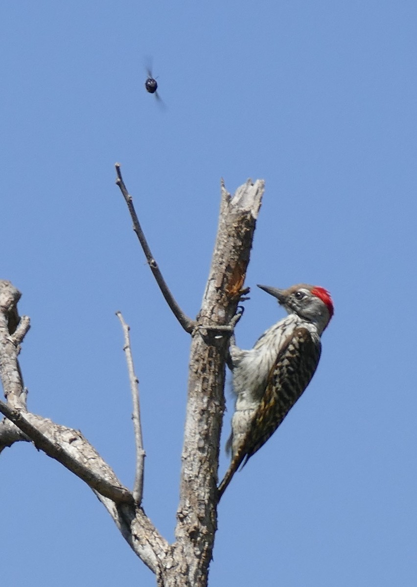 Cardinal Woodpecker - ML623193828