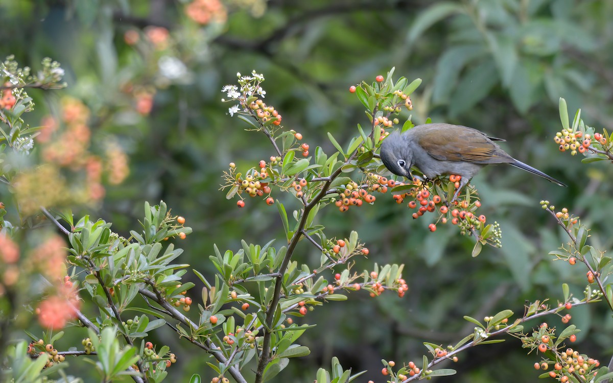 Brown-backed Solitaire - ML623193931