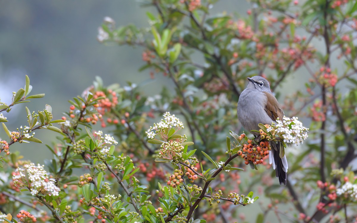 Brown-backed Solitaire - ML623193932