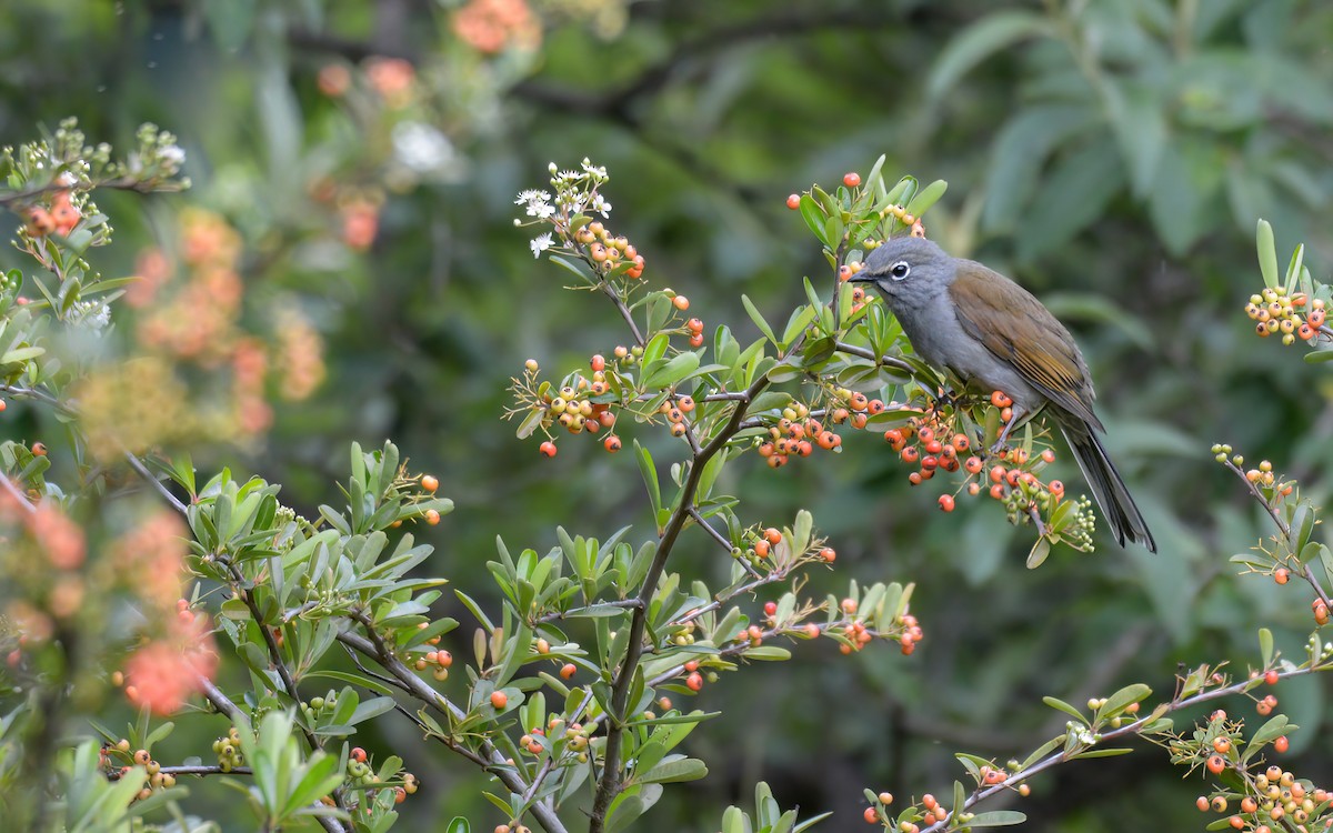 Brown-backed Solitaire - ML623193934