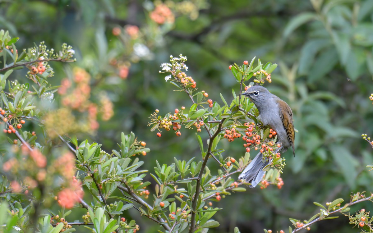 Brown-backed Solitaire - ML623193935