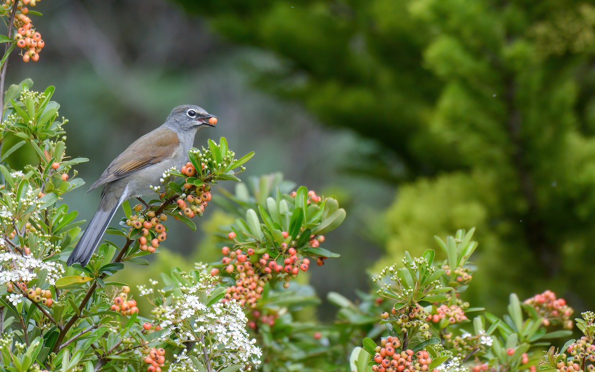 Brown-backed Solitaire - ML623193936