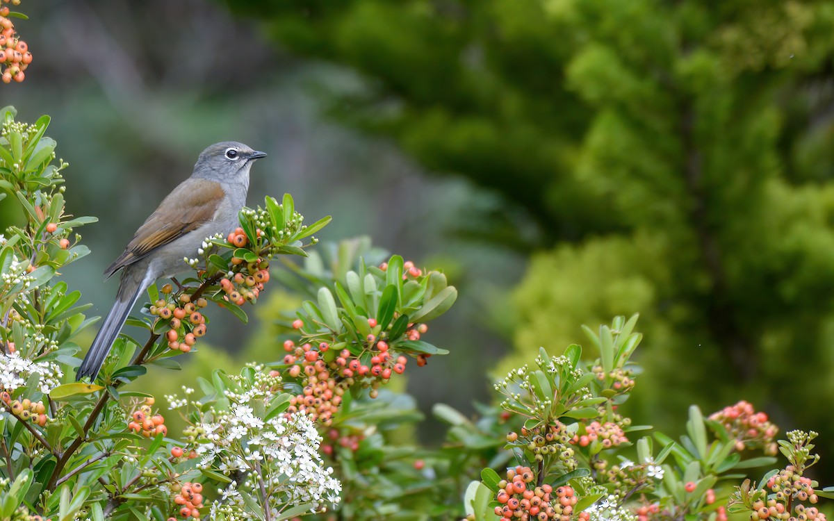 Brown-backed Solitaire - ML623193937