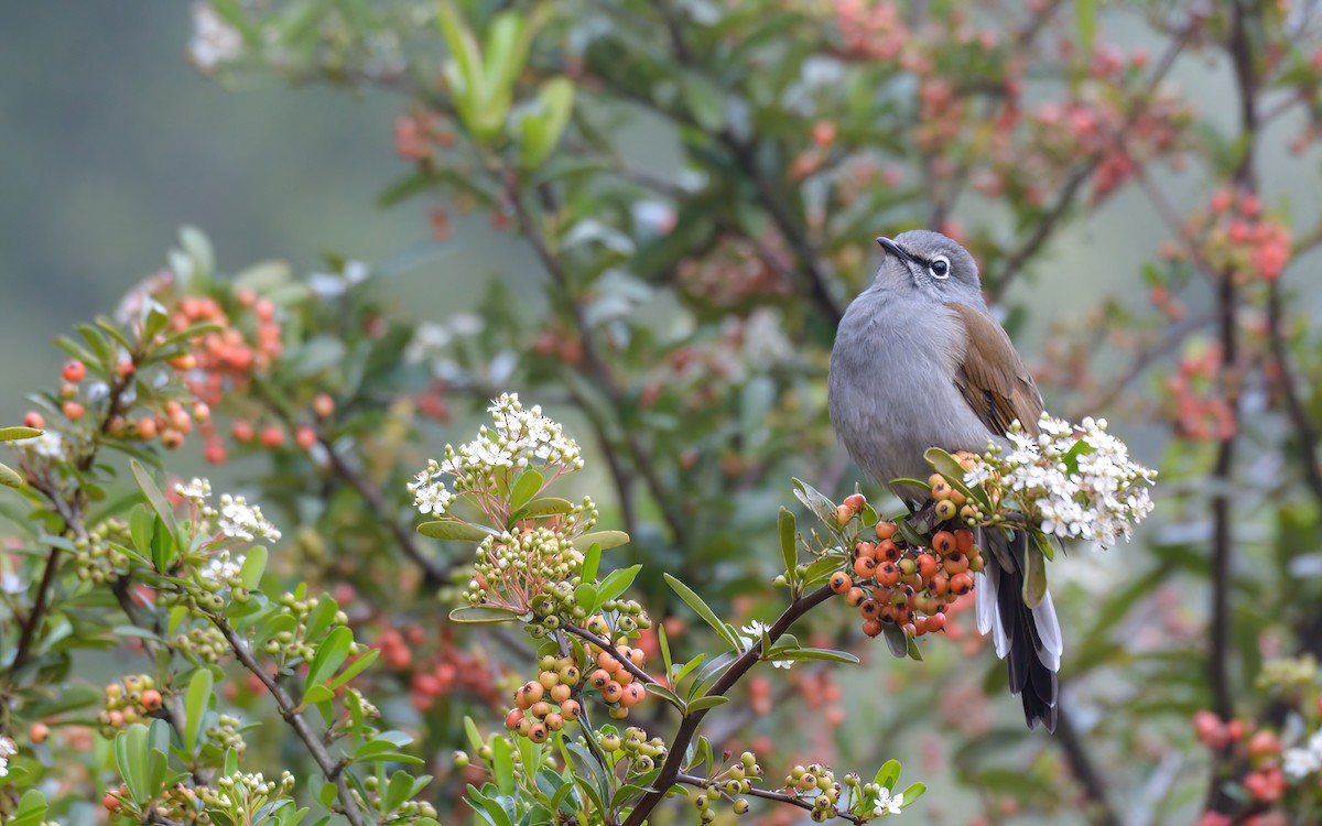 Brown-backed Solitaire - ML623193938