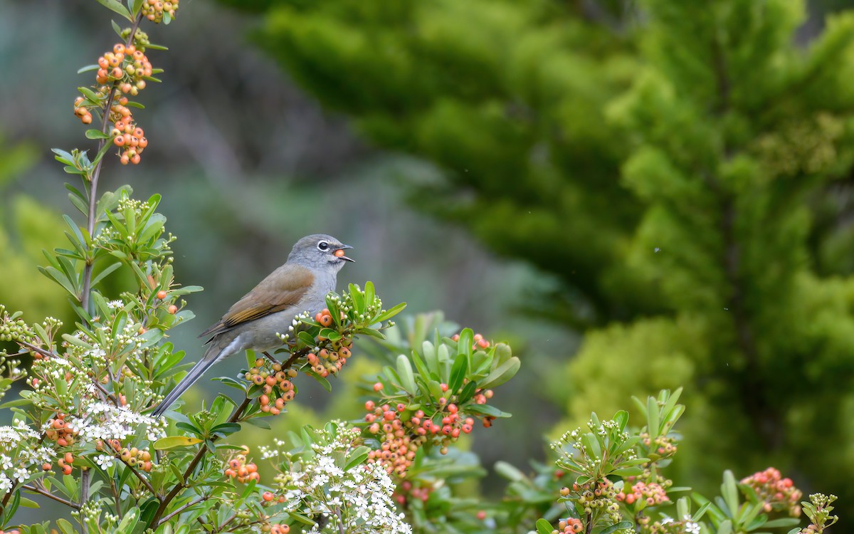 Brown-backed Solitaire - ML623193939