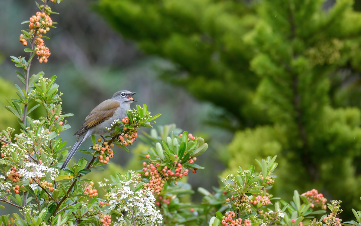 Brown-backed Solitaire - ML623193940