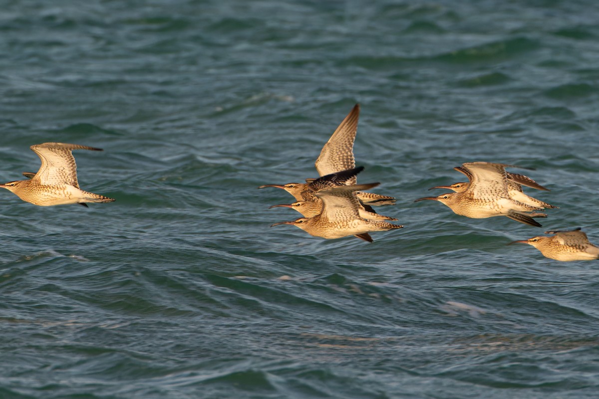 Whimbrel - ML623193953