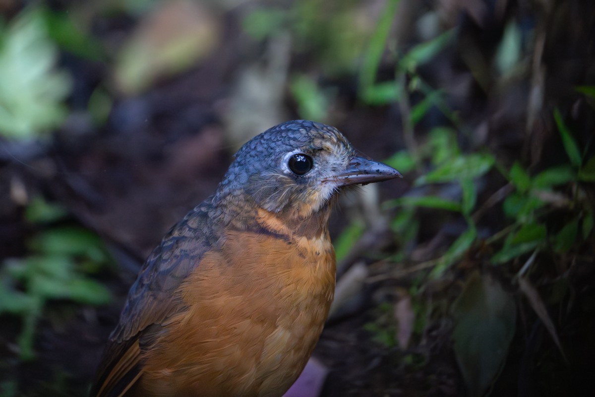 Scaled Antpitta - ML623194025