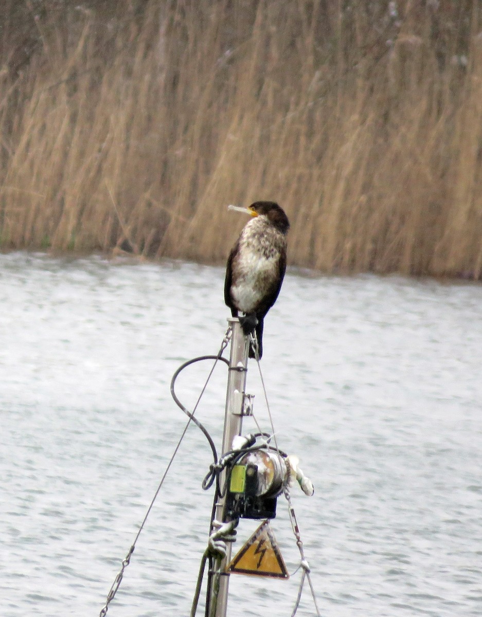 Cormorán Grande - ML623194044