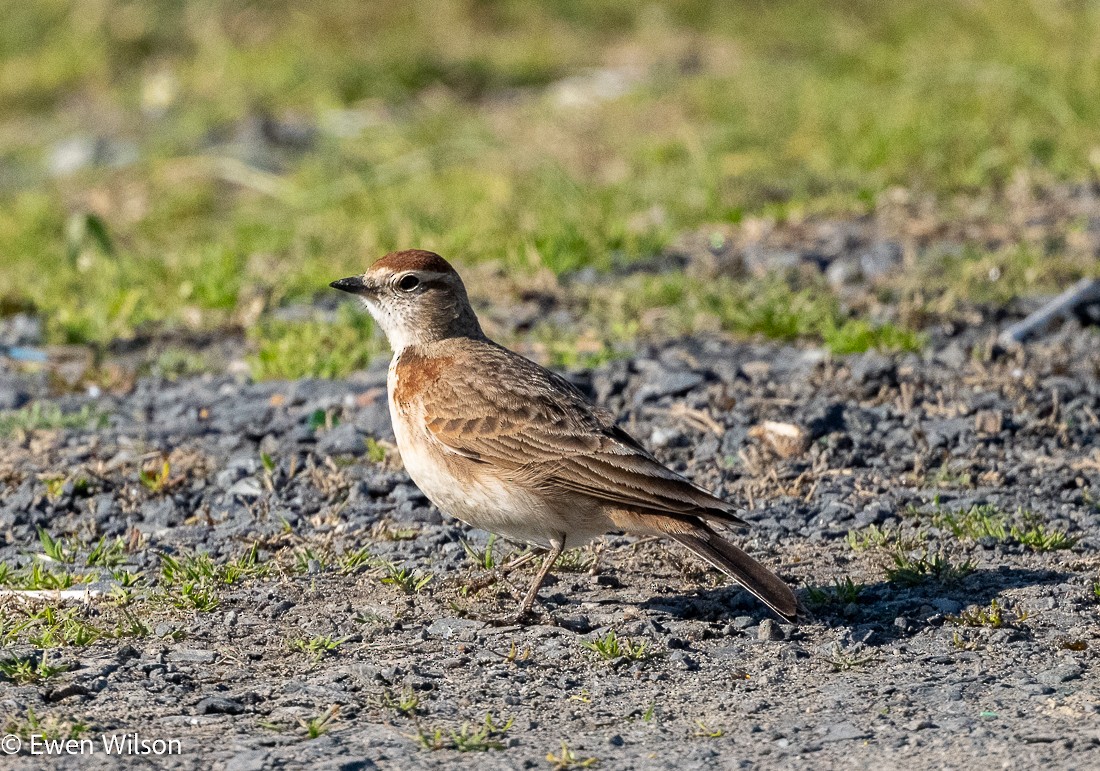 Red-capped Lark - ML623194046