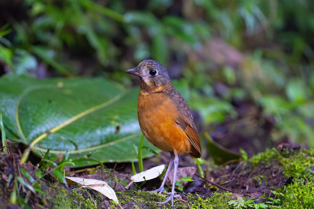 Scaled Antpitta - ML623194100