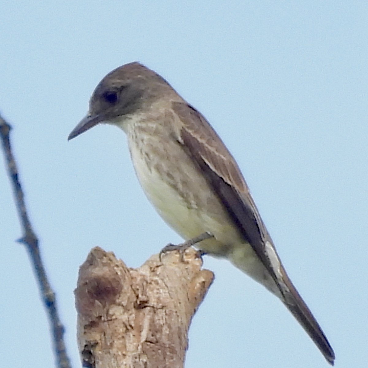 Olive-sided Flycatcher - ML623194147