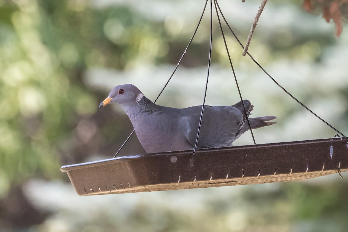 Band-tailed Pigeon - ML623194154